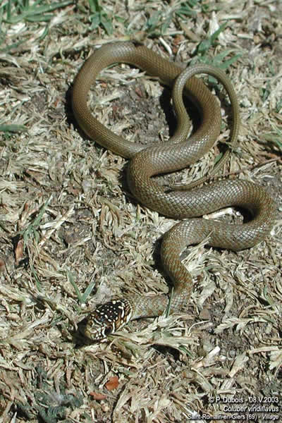 Couleuvre verte et jaune juvnile