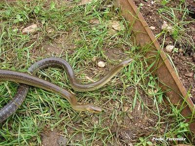 Accouplement de couleuvres d'esculape