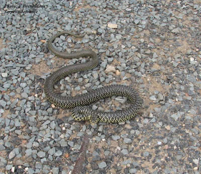 Belle couleuvre verte et jaune (Hierophis viridiflavus)