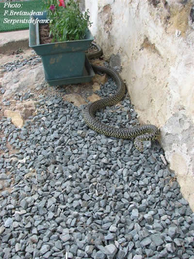 couleuvre verte et jaune