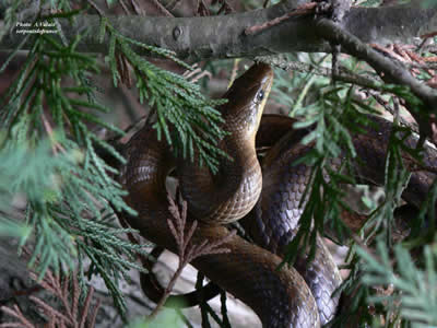 Couleuvre d'esculape