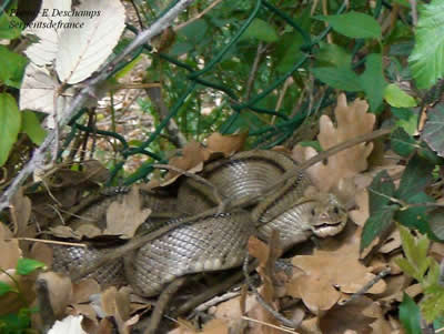 Couleuvre  chelons (Rhinechis scalaris)