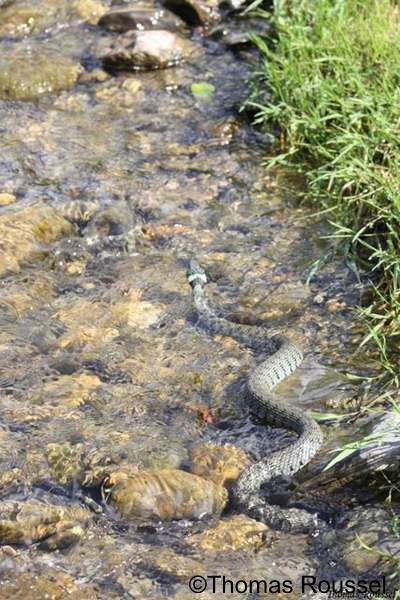 Couleurve  collier, cailles dorsales