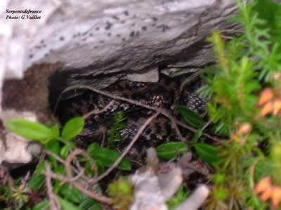 Vipre pliade observe dans le tyrol