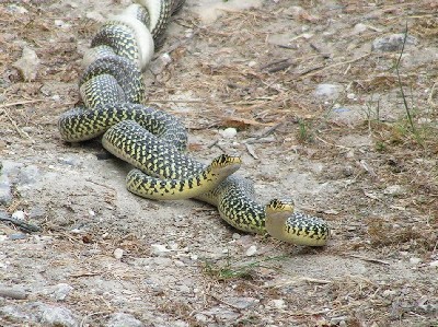 Jeune couleuvre verte et jaune