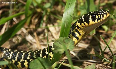 couleuvre verte et jaune