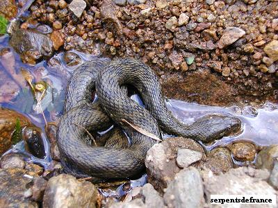 Couleuvre viprine (Natrix maura)