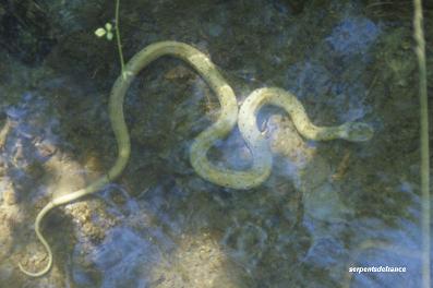 Sous espce de la couleuvre  collier (Natrix natrix astreptophora)