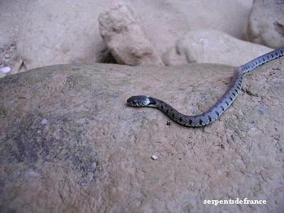 Couleuvre  collier