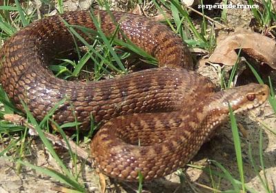 Vipre pliade (Vipera Berus)