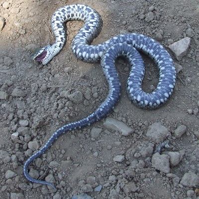 Couleuvre à collier faisant la morte