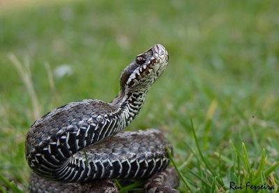 Vipera seoanei